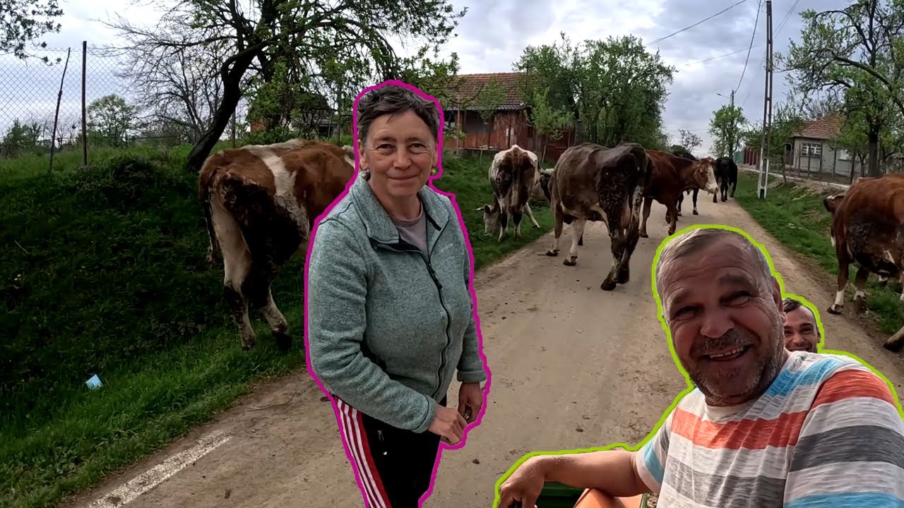 KIENGEDTÜK A TEHENEKET A LEGELŐRE🐮