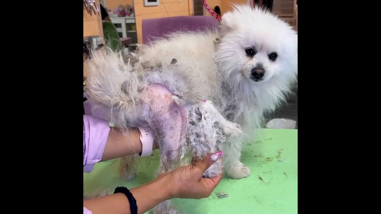 This before and after is SHOCKING - See the Incredible Grooming Transformation