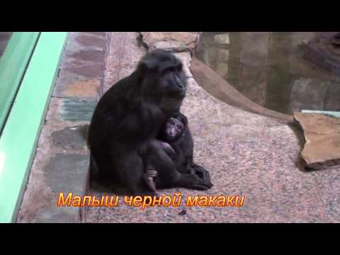 Обезьяны Старого Света / Primates of the Old World