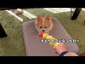 【保護猫　ちびまる】機嫌よく遊んでいる愛犬にお医者しゃんに行く？と話しかけたらこうなりました！！