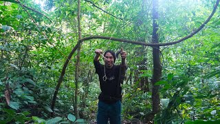 Using Tree Bark To Make Glue - Setting Very Effective Traps Is A Traditional Secret Technique