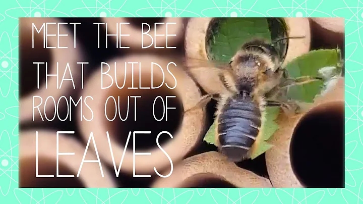 Meet the BEES that build rooms out of LEAVES
