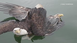 Eagles entangled in 'death spiral' rescued by two Mainers