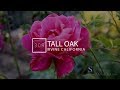 309 tall oak irvine ca
