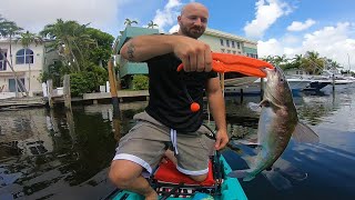Trolling Motor on a Kayak = ALOT of Fish! Pitching Shrimp Under Docks