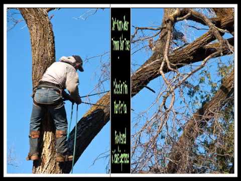 tree trimming tulsa tulsa tree trimming ok youtube tree trimming tulsa tulsa tree trimming ok youtube