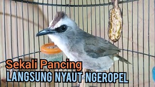 Masteran Trucukan gacor Lanjut Ropel panjang Suara Bagus untuk pancingan trucukan agar bunyi gacor