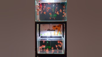 Cá thần tiên red devil 6 tháng tuổi