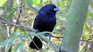 O Canto do NEGRINHO DO MATO - Blackish-blue Seedeater - Brazilisn Birds Singing