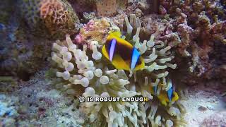 Coral Reproduction Explained: Intra-Uterine Cannibalism Revealed