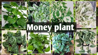 Money plants complete care/मनीप्लांट का पौधा/Lucky Plant/Jade Plant/Golden Pothos/Indian Rope Plant