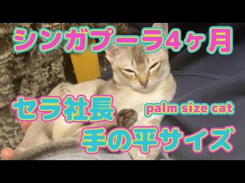 ペットショップで出会った、寂しさを癒してくれる手の平のサイズ4ヶ月のセラ社長【シンガプーラ】