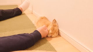 飼い主の寝相が悪すぎて顔を潰されそうになったウサギ【No.868】
