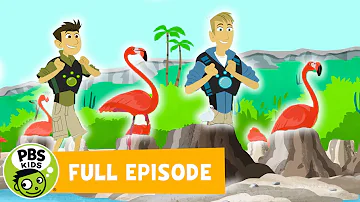 Wild Kratts | Mystery of the Flamingo's Pink | PBS KIDS