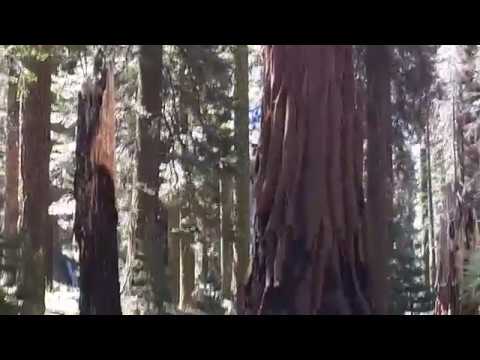 Video: Kui Puud Olid Suured - Alternatiivvaade