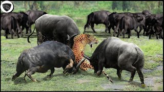 Angry Buffalo Herd Joined Forces To Attack Leopard Too Savagely