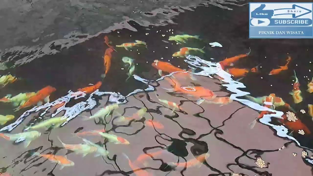 Ikan di kolam koy