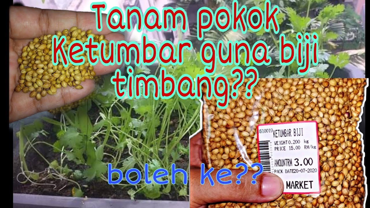 cara tanam ketumbar guna biji timbang kilo je! 