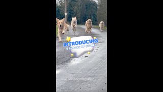 LIFE WITH 5 CRAZY GOLDEN RETRIEVERS #goldenretriever #dogvideo  #dog #goldenretrieverlovers