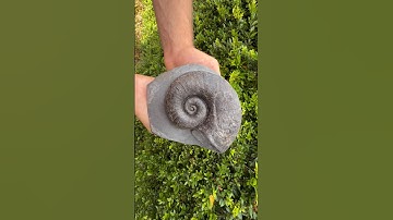 Here’s an outstanding example of a Lytoceras Sp. Ammonite specimen that has been prepared