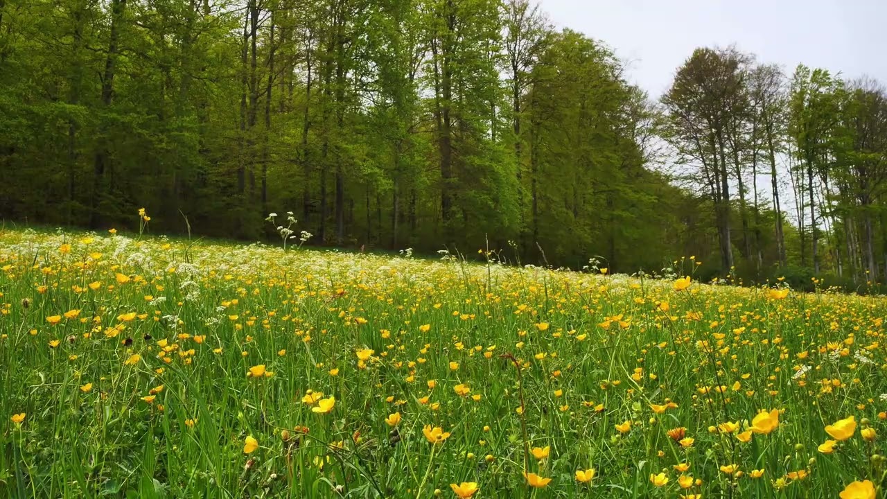 Spring Forest Soundscape - Pure Nature