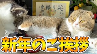 あけましておめでとうございます！な猫【パパ猫・子猫】
