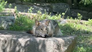 Gray Wolf Silas Enjoys a Peaceful Summer Afternoon