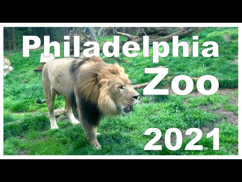 Vídeo: El Gorila Del Zoológico De Filadelfia Ha Aprendido A Comportarse Como Una Persona - Vista Alternativa