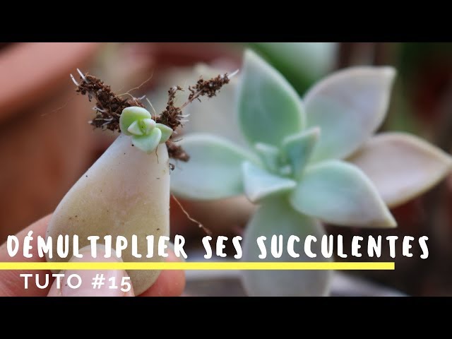 Box DIY 8 Boutures de Succulentes Plantes Grasses