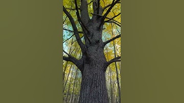 This VR Scan Looks Like Real Life! Meta Hyperscapes outdoors GAME CHANGER!! #quest3 #fallintoshorts