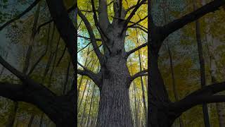 This VR Scan Looks Like Real Life! Meta Hyperscapes outdoors GAME CHANGER!! #quest3 #fallintoshorts