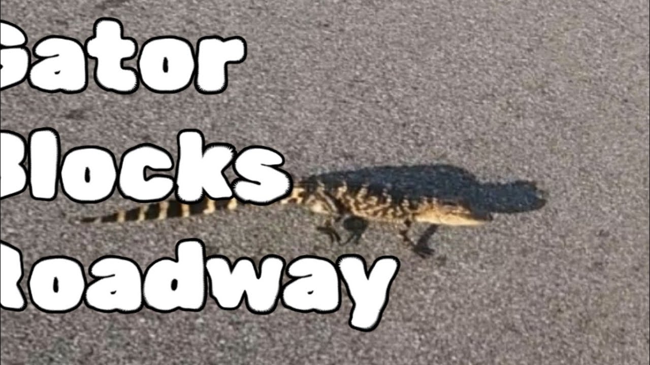 Alligator Blocks the Road in Front of My Car! - YouTube