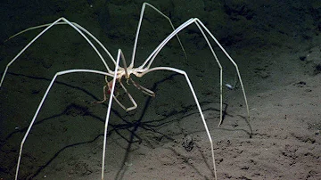 ¿Cuál es la criatura más extraña de las profundidades marinas?