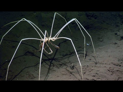 Video: Increíbles habitantes de las profundidades del mar. Monstruos de las profundidades del mar (foto)