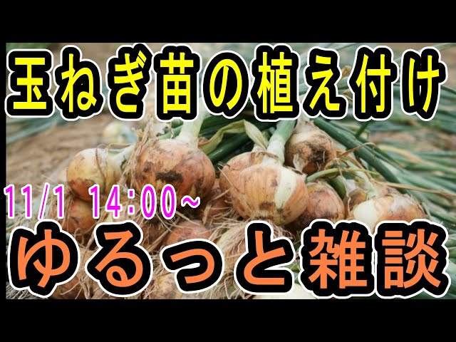 玉ねぎ苗相談用 11/1 14：00～ライブ配信】玉ねぎの苗を畑に植えながらゆるっと雑談