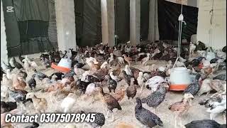 Poultry Farming in Pakistan | Day 36 Aseel Chicks Health, Feed Intake & Shed Management