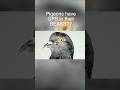 Do Pigeons Have a Built-In GPS? #birds #animals #pigeon