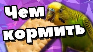 Чем кормить попугаев помимо корма. Чем кормить попугаев Чем кормить попугаев помимо корма. Чем кормить попугаев