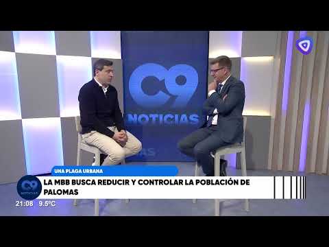 Palomas: una plaga resistente