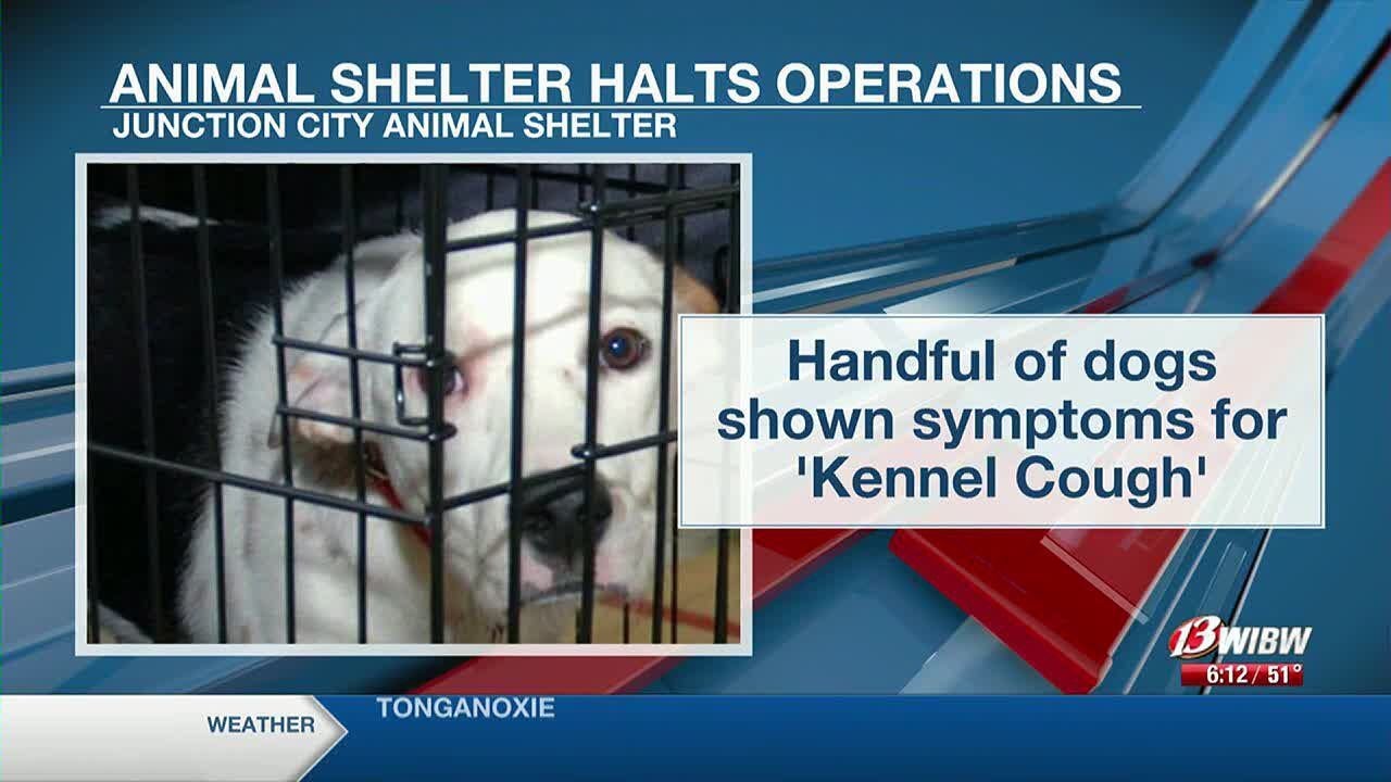 Kennel Cough ceases dog adoptions at Junction City Animal Shelter YouTube
