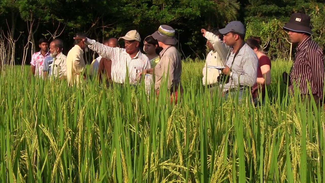 Zinc Rice in Bangladesh YouTube