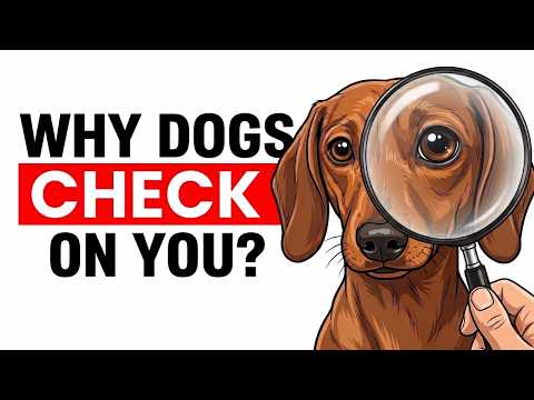 Why Does Your Dog Keep Checking On You? 10 Shocking Reasons