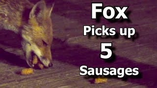 Friendly wild urban fox comes to be fed ~ Fox Picks up 5 Sausages