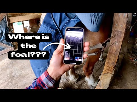 Is LADY Still PREGNANT?? // Draft Horse ULTRASOUND!!