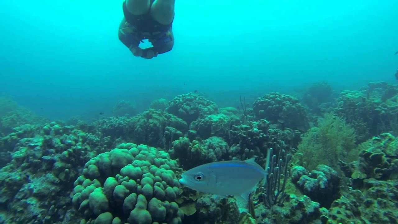 Diving in Bonaire YouTube