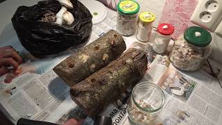 видео: Посадка вёшенки на палочках на пеньки/ how to plant mushrooms. картинка: Посадка вёшенки на палочках на пеньки/ how to plant mushrooms.