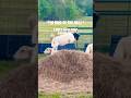 Sheep enjoying fresh hay