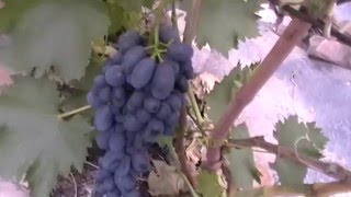 Сорт винограда кишмиш Яся