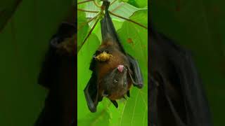 bat eating fruit hanging on tree branch #animals #shorts