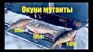 Окуни Мутанты Отрывают Балансиры! Удачно Попали На Раздачу Окуней #Рыбалка #2024 #Fishing #Лайк